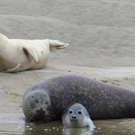Maisonnette A 200m De La Avec Parking Gratuit Et Terrasse * Berck