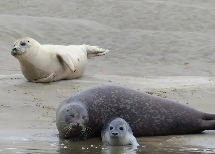 Maisonnette A 200m De La Avec Parking Gratuit Et Terrasse * Berck